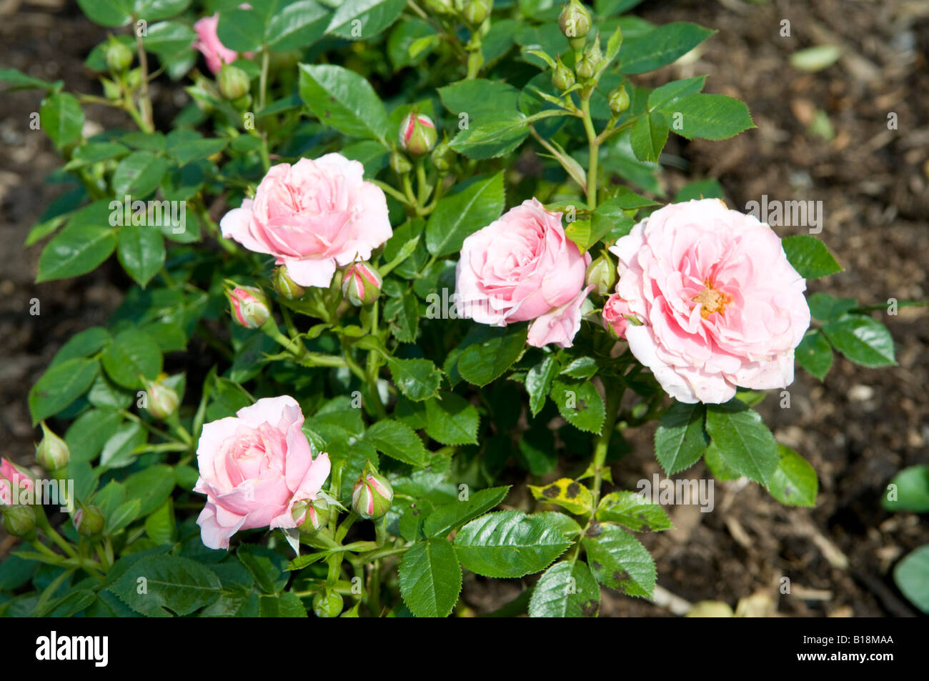 Rosa Pretty Polly `Meitonje` Stock Photo